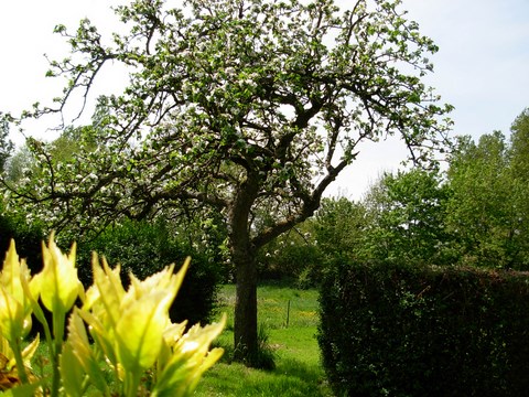 Le pommier